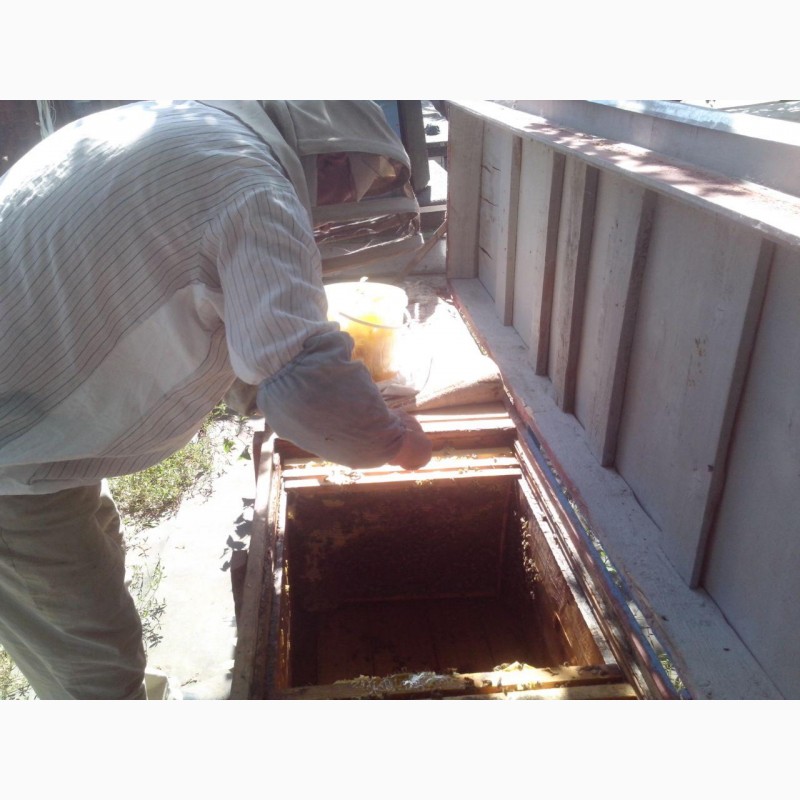Фото 3. Пчела! Продам пчелосемьи или пчелопакет Украинская степная