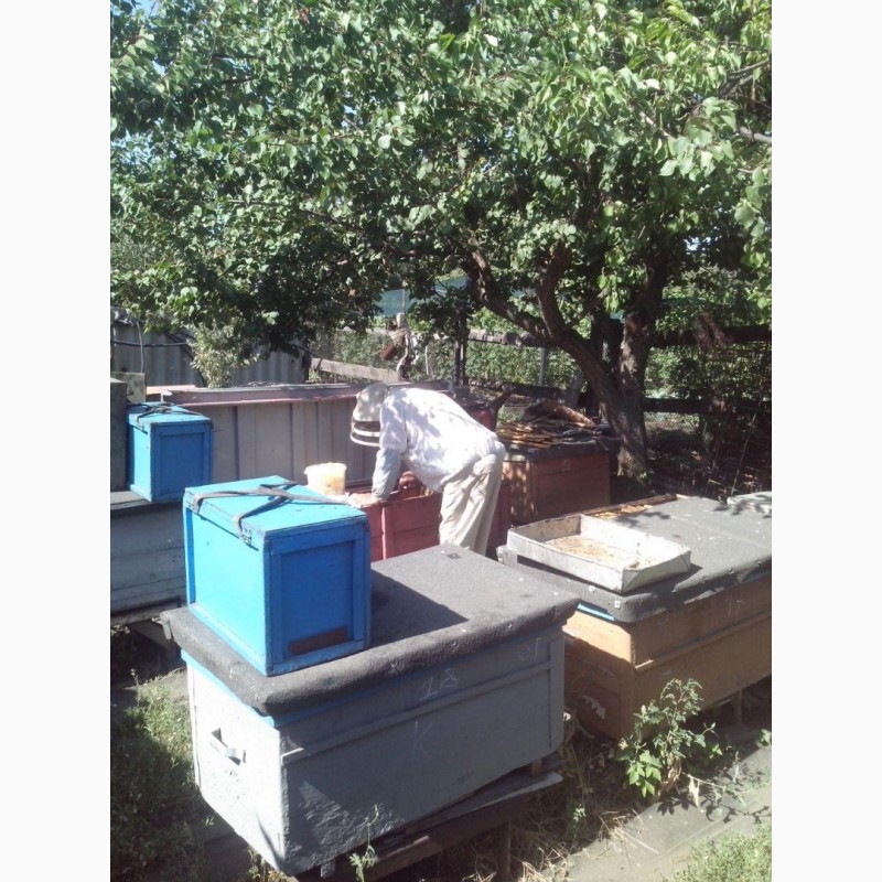 Фото 4. Пчела! Продам пчелосемьи или пчелопакет Украинская степная