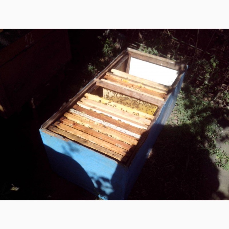 Фото 5. Пчела! Продам пчелосемьи или пчелопакет Украинская степная
