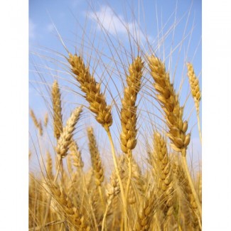 Продам насіння озимої пшениці Бонанза (Saaten Union)