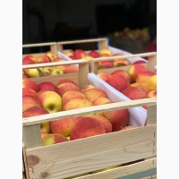 Продам яблука холодильник експорт