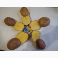 Продам товарный картофель, сорт Беллароза, Лидер
