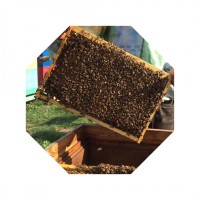 Продам бджолосім#039;ї та бджолопакети