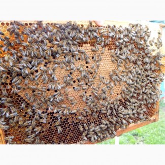 Продам бджоли з власної пасіки