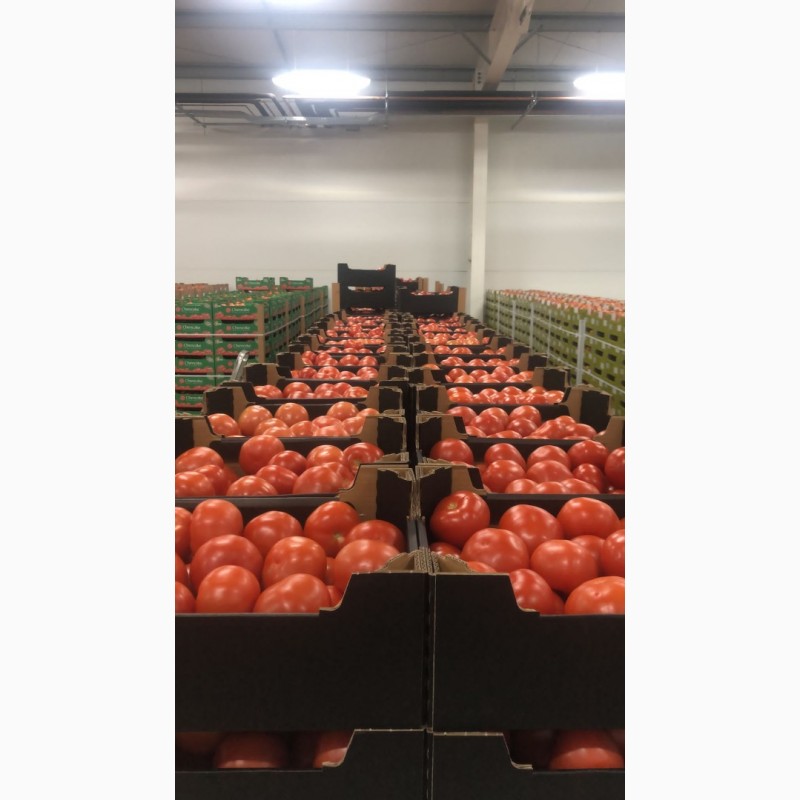 Фото 4. Польские помидоры