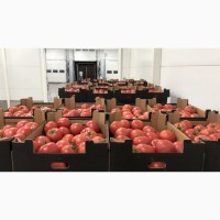 Польские помидоры