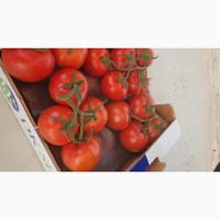 Продам помидоры из Турции