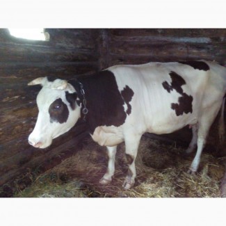 Продам корову(первістка, порода Сементал)