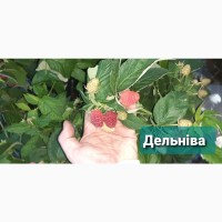 Продам Саджанці малини сорт Дельніва. Ремонтантний сорт (ЗКС)