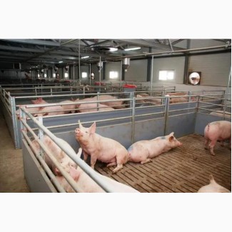 Товарні свині живою вагою 105 кг
