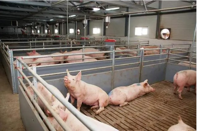 Продам Товарні свині живою вагою 105 -110 кг