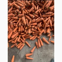 Продам моркву Абако