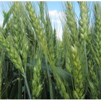 Продам посівний матеріал пшениці Шпалівка Еліта