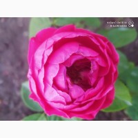 Распродажа розы 5-6 лет большие кусты