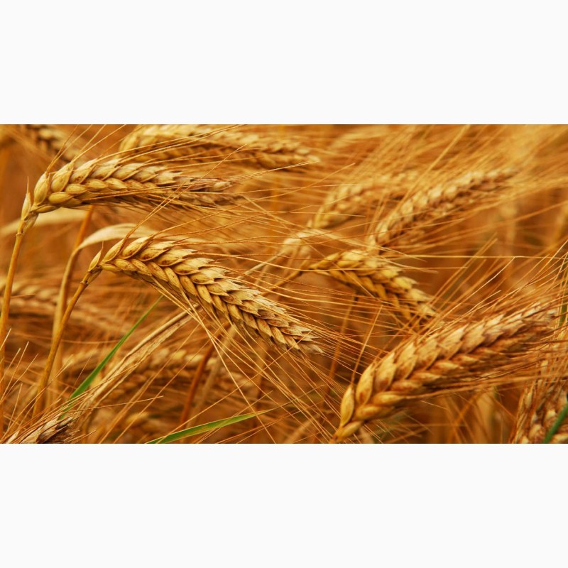 Фото 7. Куплю пшеницу 2-4 класса