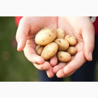 Розпродаж картоплі за зниженими цінами