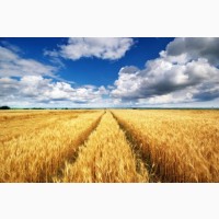Продам пшеницю фураж 200-400 тонн, Запорізька обл, Любицьке