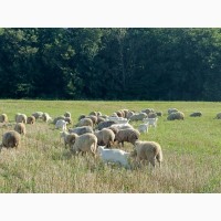 Продам стадо овец и коз