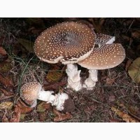 Продам Мухомор Amanita красний, пантерний, королівський