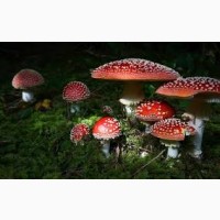 Продам Мухомор Amanita красний, пантерний, королівський