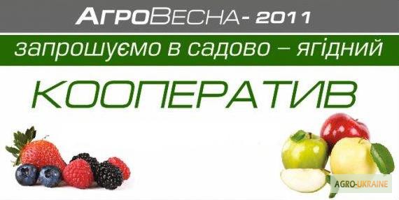 Фото 9. Агрофирма г.Киев продаёт экологически чистое яблоко