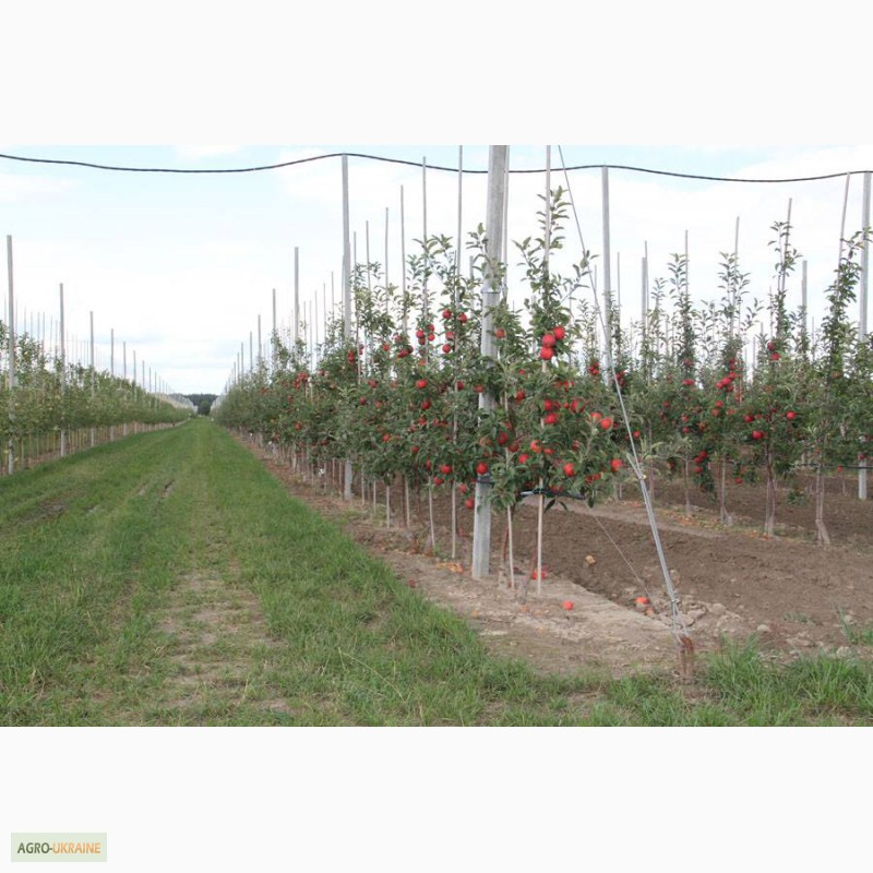 Фото 4. Агрофирма г.Киев продаёт экологически чистое яблоко