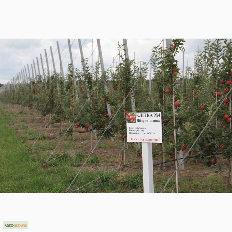 Фото 8. Агрофирма г.Киев продаёт экологически чистое яблоко
