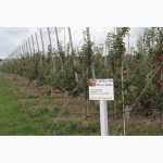 Агрофирма г.Киев продаёт экологически чистое яблоко