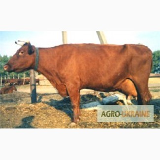 Продам коров (молодняк) красной степной породы