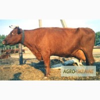Продам коров (молодняк) красной степной породы