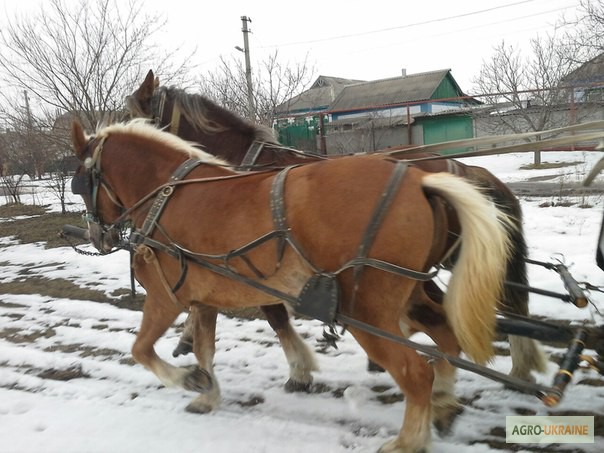 Куфар лошади в беларуси