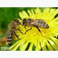 Продам бджолопакети Поліської породи бджіл 500грн!!!