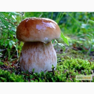 Купимо лісові гриби: білий гриб, опята, маслюки, грузді