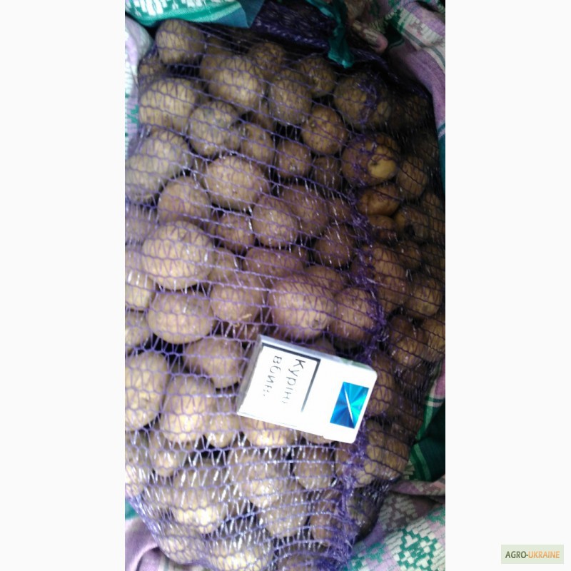 Фото 2. Продам семенной картофель, Ривьера, ll реп