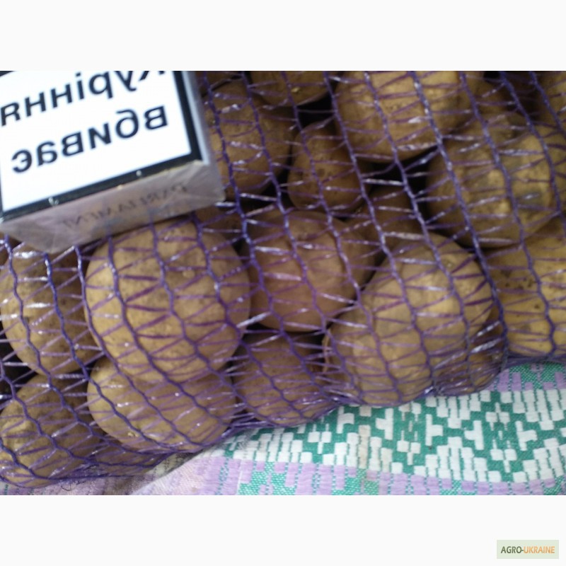 Фото 3. Продам семенной картофель, Ривьера, ll реп