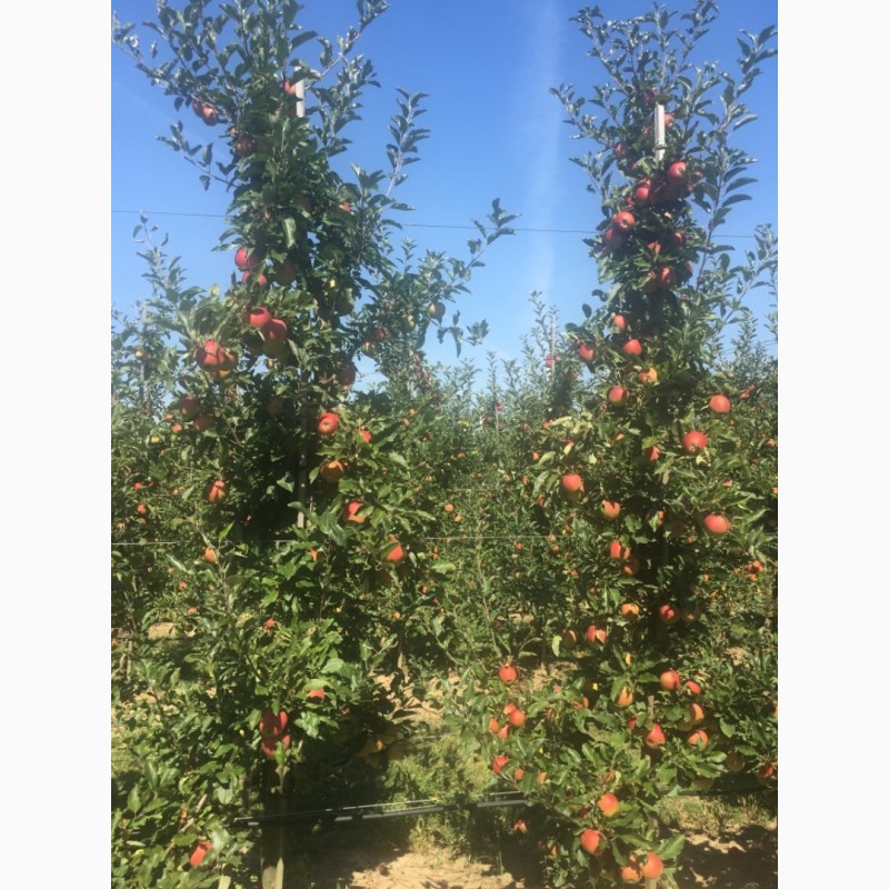 Фото 2. Продам яблука Гала, з власного саду