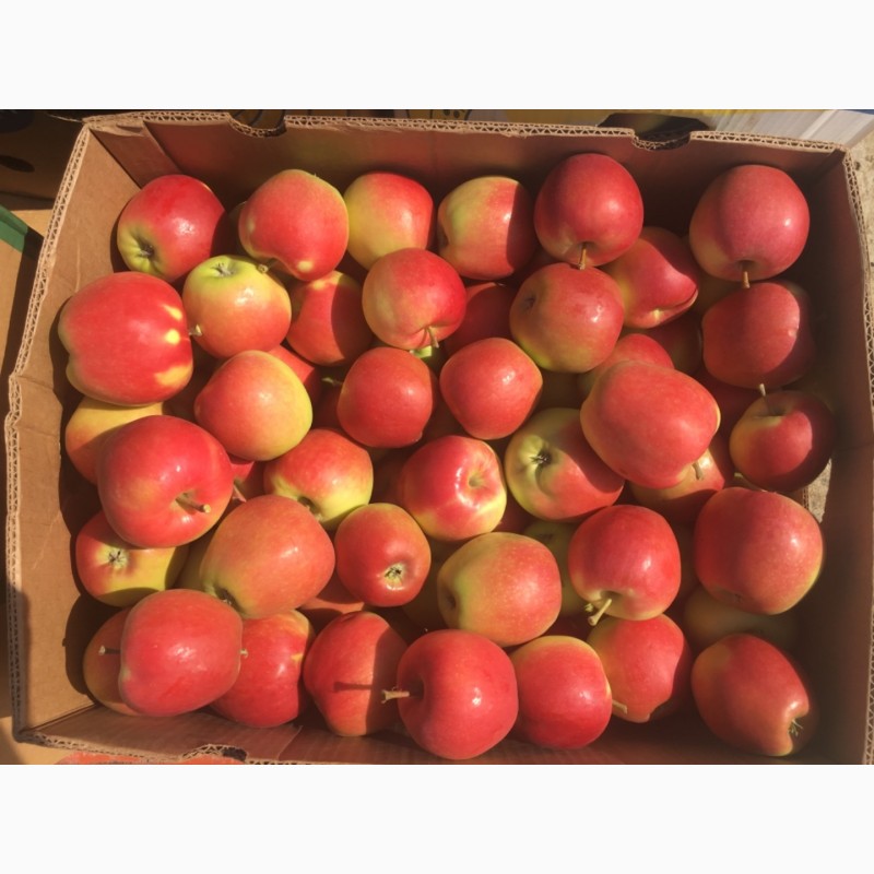 Фото 3. Продам яблука Гала, з власного саду