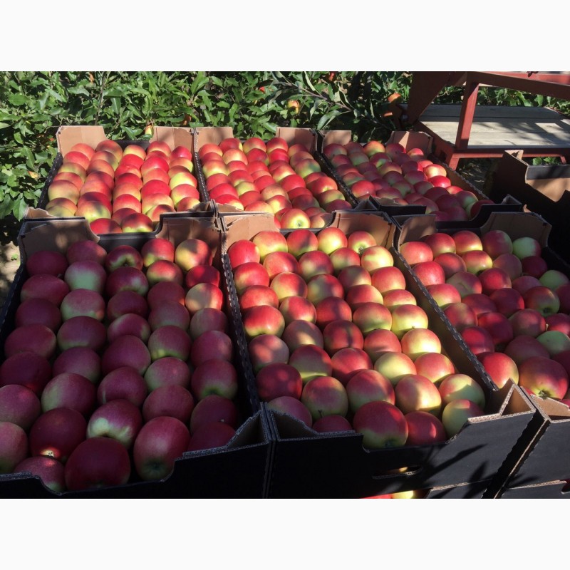 Фото 4. Продам яблука Гала, з власного саду