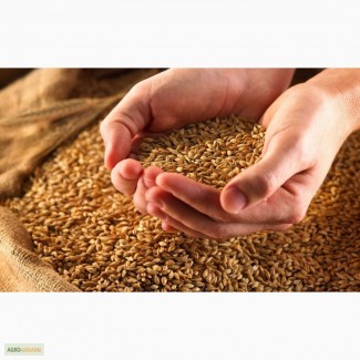 Семена пшеницы Сорт оmаха