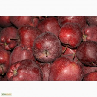 Яблоки польские широкий ассортимент (компания EUROHARVEST Польша)