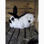 Продам кроликов Харьков