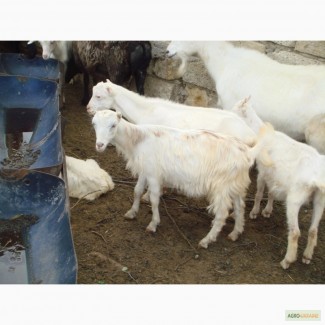 Продам стадо породистых коз
