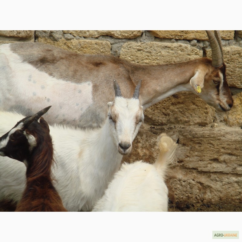 Фото 2. Продам стадо породистых коз
