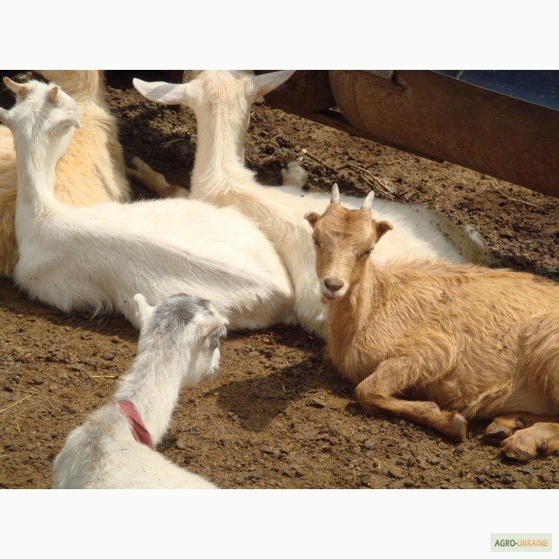 Фото 3. Продам стадо породистых коз