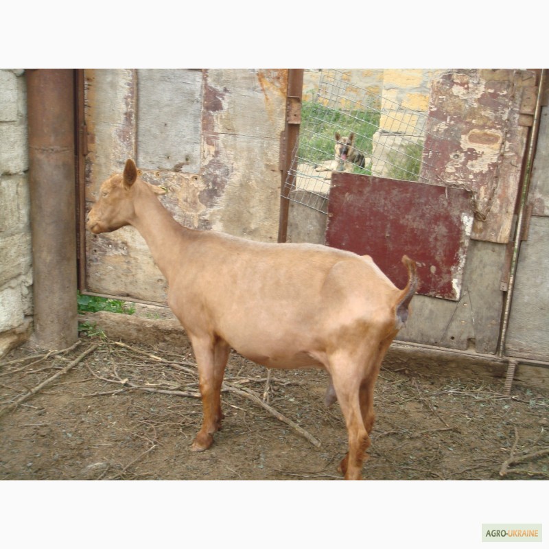 Фото 4. Продам стадо породистых коз