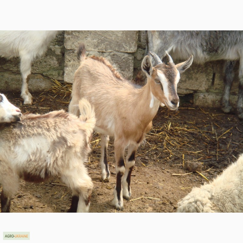 Фото 5. Продам стадо породистых коз