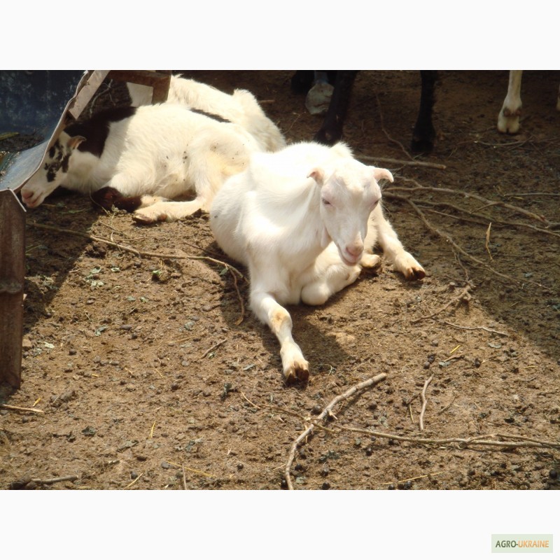 Фото 6. Продам стадо породистых коз