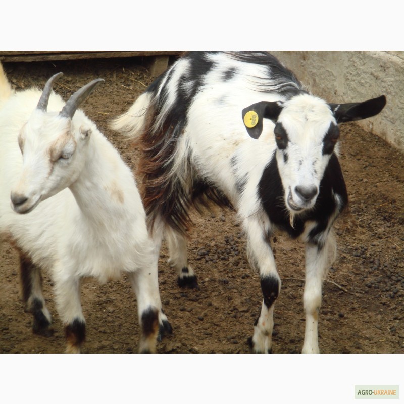 Фото 7. Продам стадо породистых коз