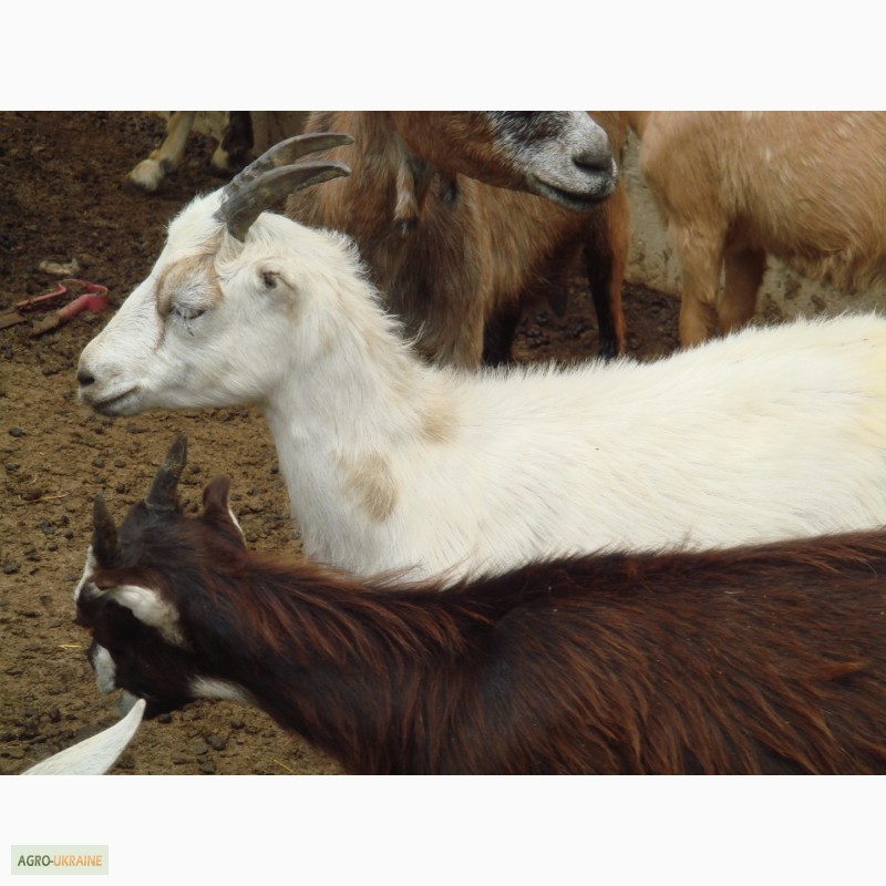 Фото 8. Продам стадо породистых коз