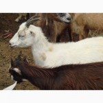 Продам стадо породистых коз